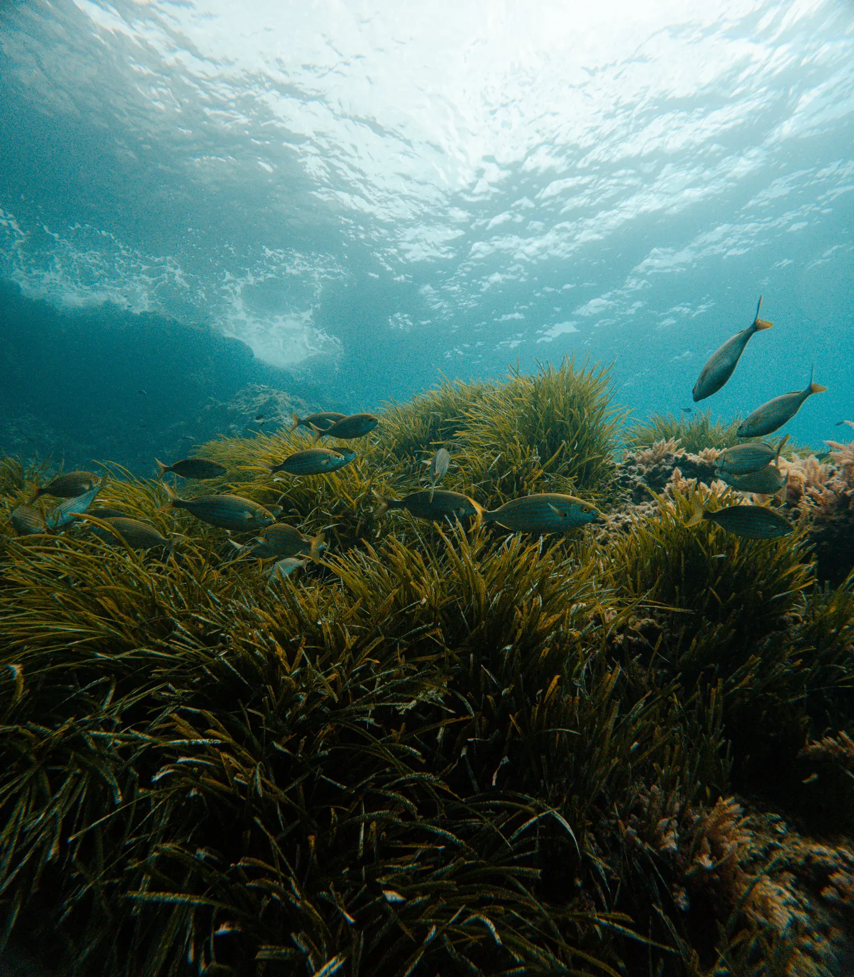 discover-scuba-diving slide 17